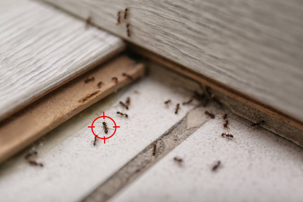 Best Pest Control Near Me  in Danvle, IL