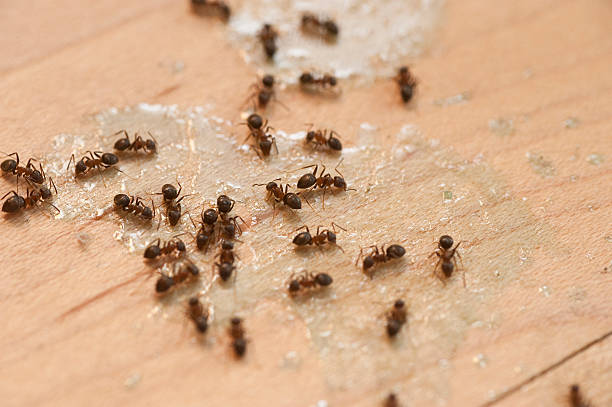 Best Affordable Pest Control Services  in Danvle, IL